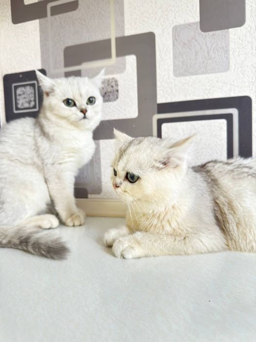 Mushuk/шиншилла/Chinchilla/кот/котёнок/британская шиншила/