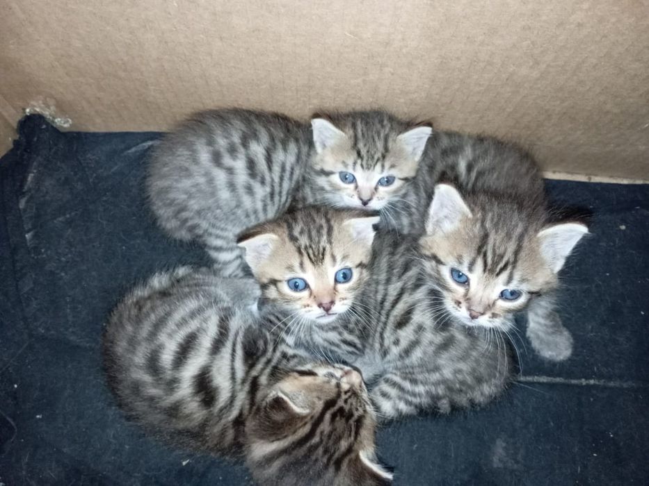 Отдам даром котят