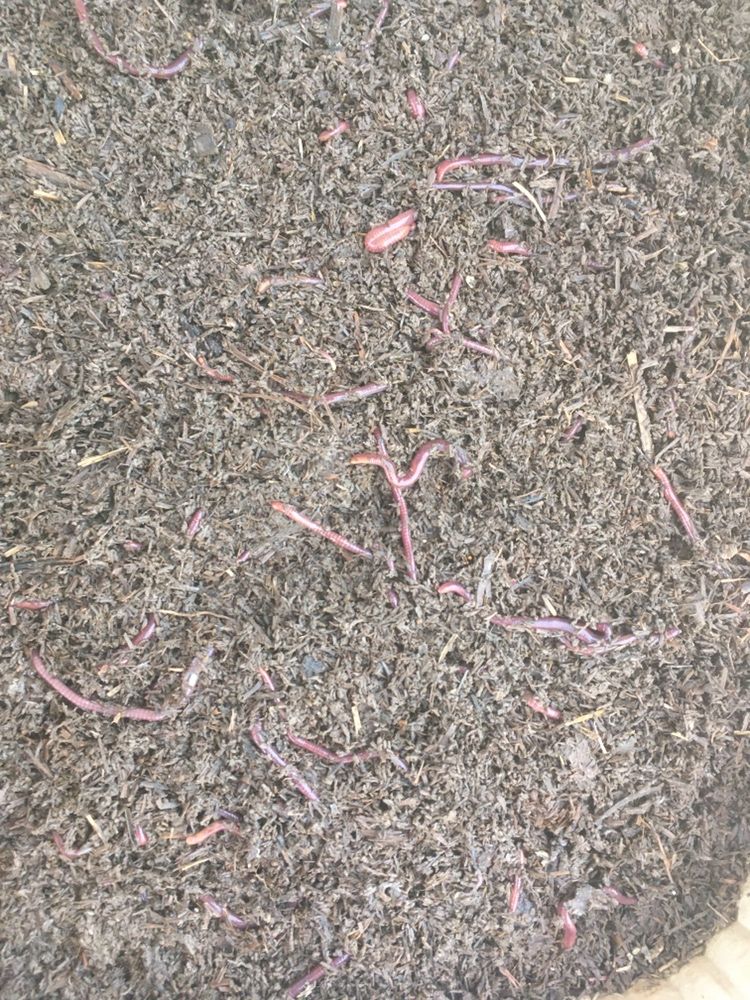 Калифорниялық қызыл шылаушын. Красные калифорнийские черви.