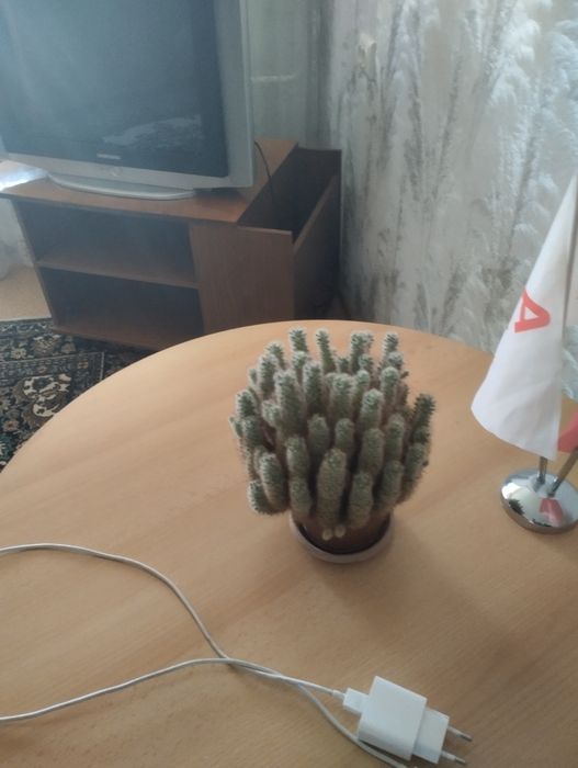 комнатные цветы.