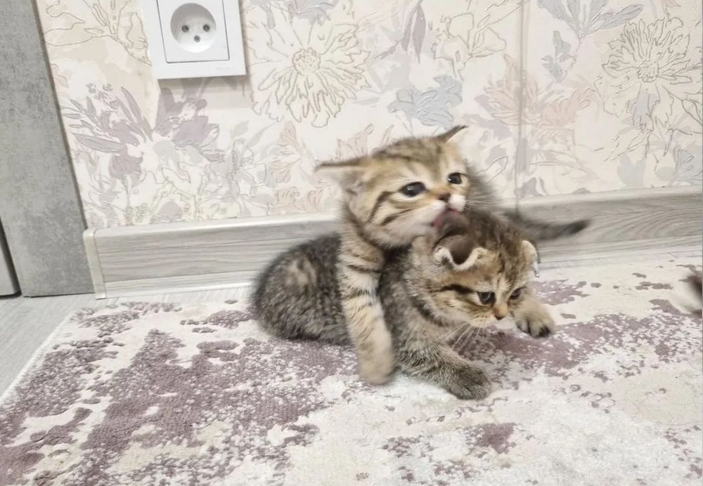 Шотландские котята днвочки, 1.5 мес