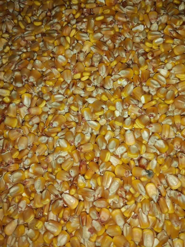 Vând diverse cereale