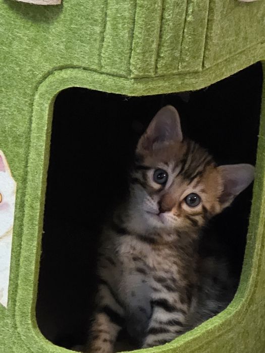 Бенгальские котята