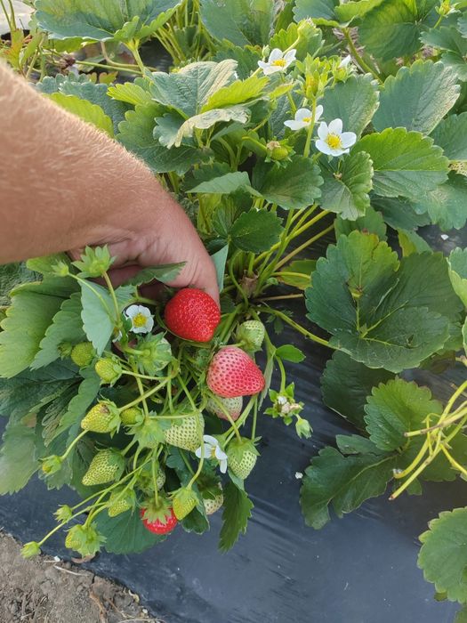 Vand stoloni de capsuni