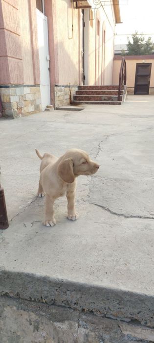 Аклли спаниель боласи сотилади