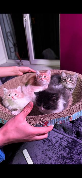 Отдам котят в добрые руки