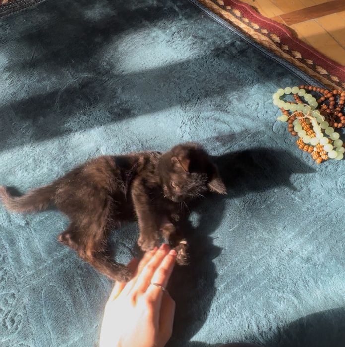 Отдам котенка в добрые руки