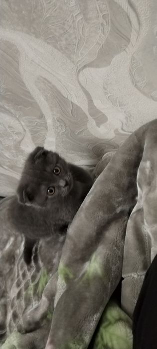 Продаются котята скотиш фолд и страйд