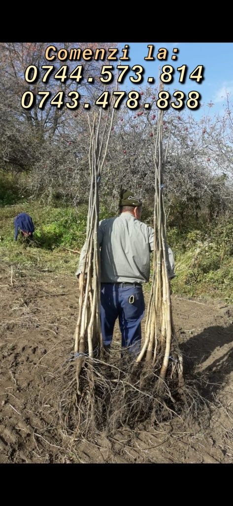 Chiparos.Leylandi.Trandafir pom.Paulownia.Alun.Nuc.Cires.Tei Corn.Dud