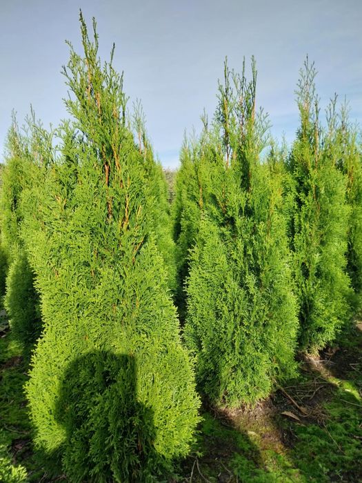 Plante ornamentale