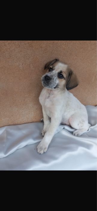 Dau spre adoptie 5 cateluse superbe