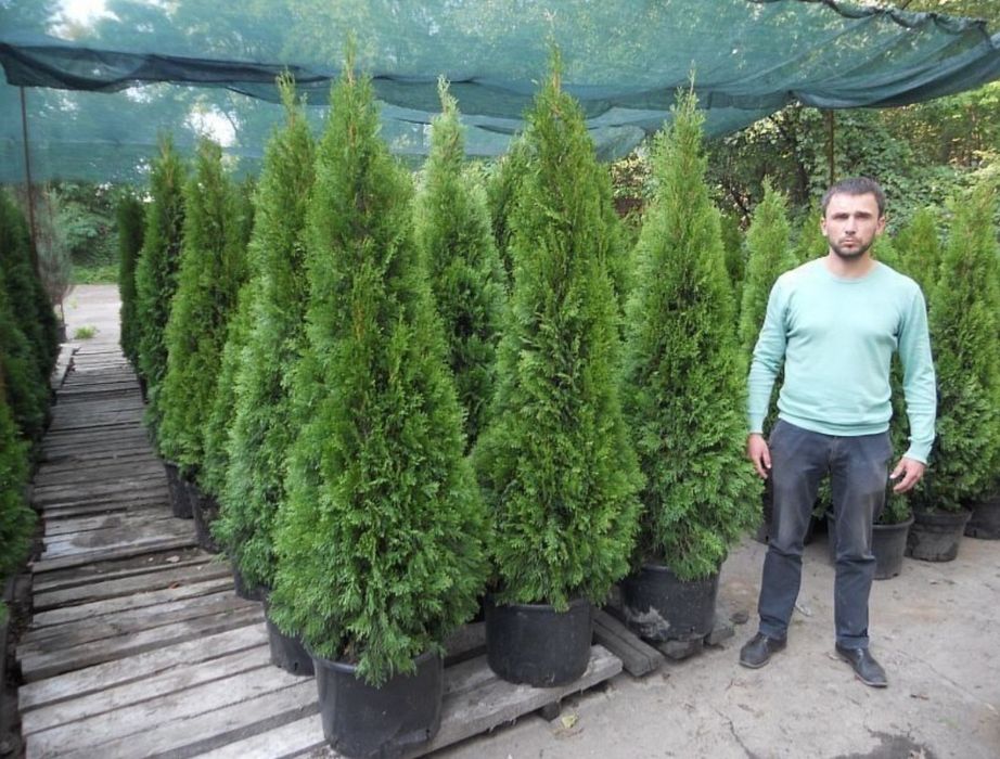 Tuia smaragd ( thuja ) 1.6m - 1.8m, asiguram transport și plantat