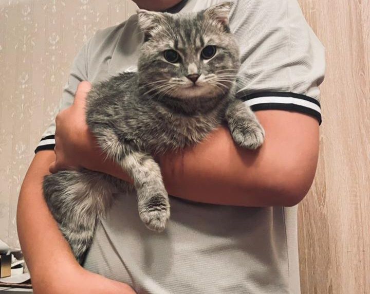 ВЯЗКА вислоухий шотландец