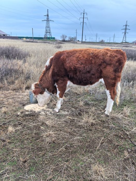 Продам быков 2.5 года