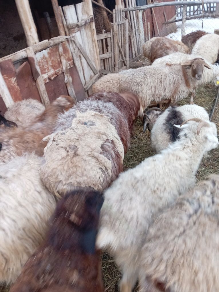 Кошкар сатылады 3  жасар