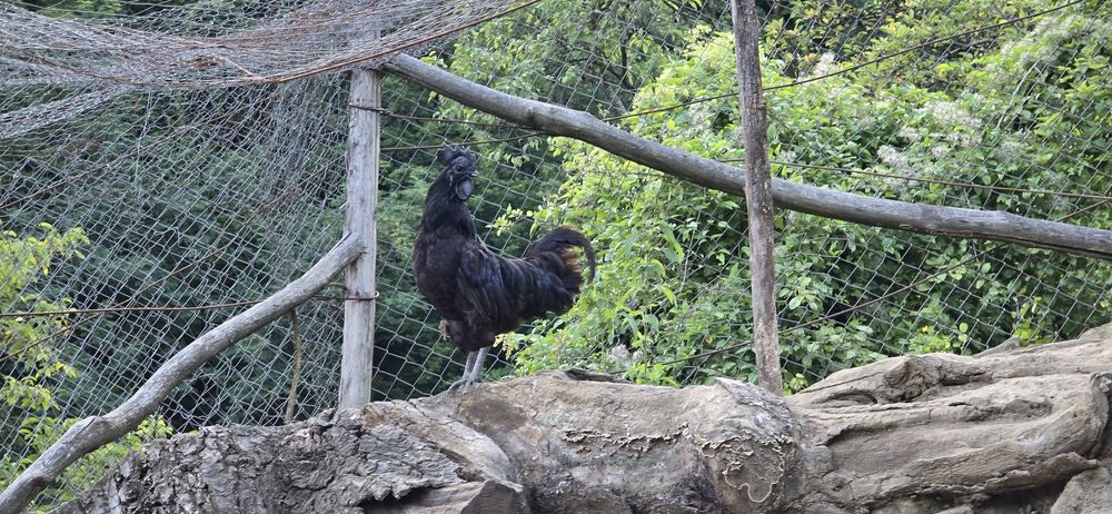 Pereche Ayam Cemani