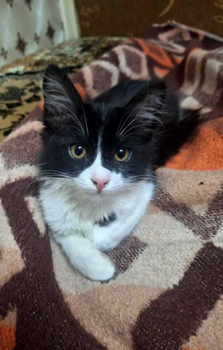 Очаровательный Чарли ищет свой дом!