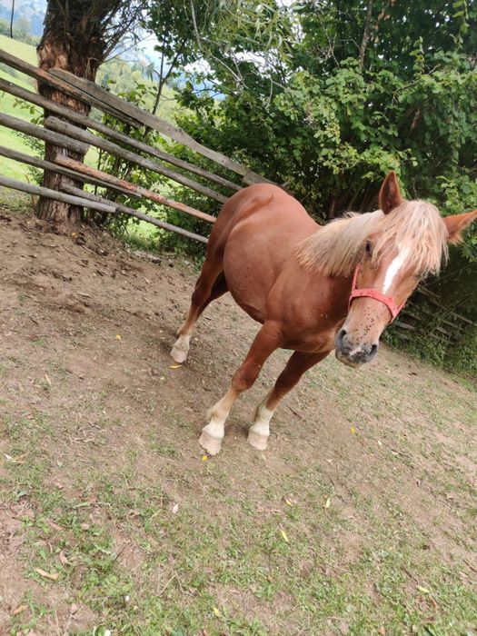 Manz de vnzare mai multe det la nr