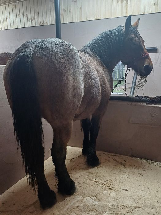 Manji / armasari 4 bucati