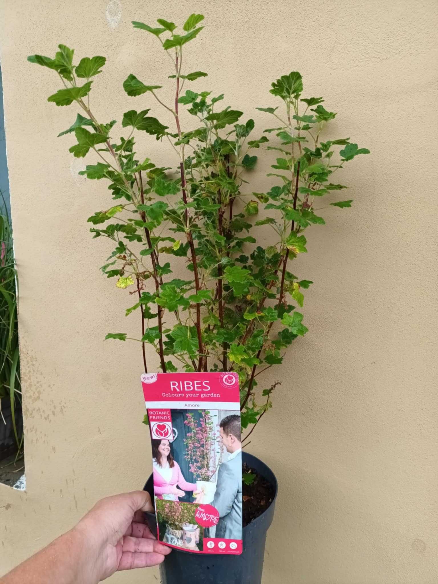 Ribes Amore/декоративно френско грозде/