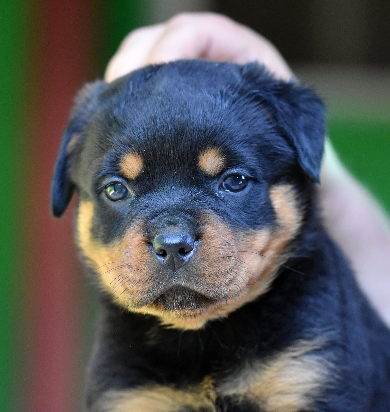 Rottwiler de top!