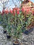 potinia red robin  la ghiveci 1.2 m