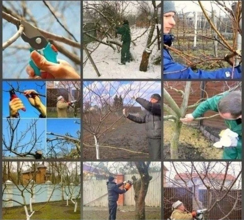 Обрезка плодовых деревьев