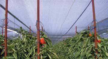 PLASA 40% UMBRIRE 6x50m=500lei; 8x50m; 10x50m; 12x50m; 14x50m;16x50m