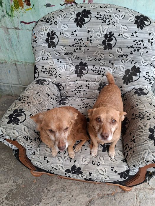 Отдам собак в хорошие руки.