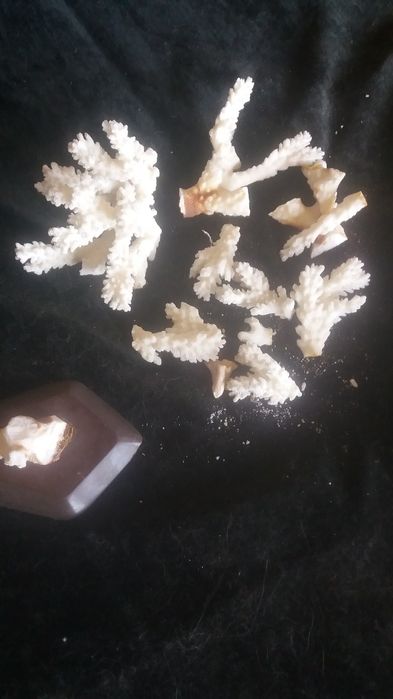 Морские кораллы  белые
