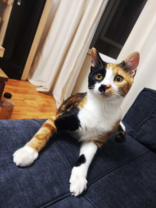 Dau spre adoptie o pisicuță