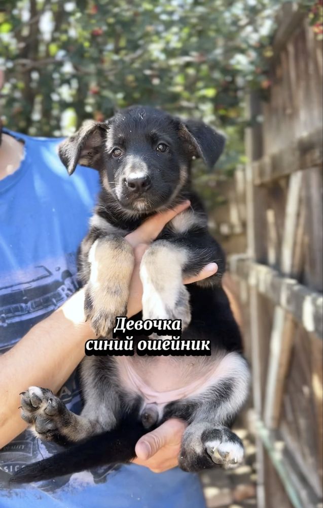 Щенки ВЕО с документами скк из питомника
