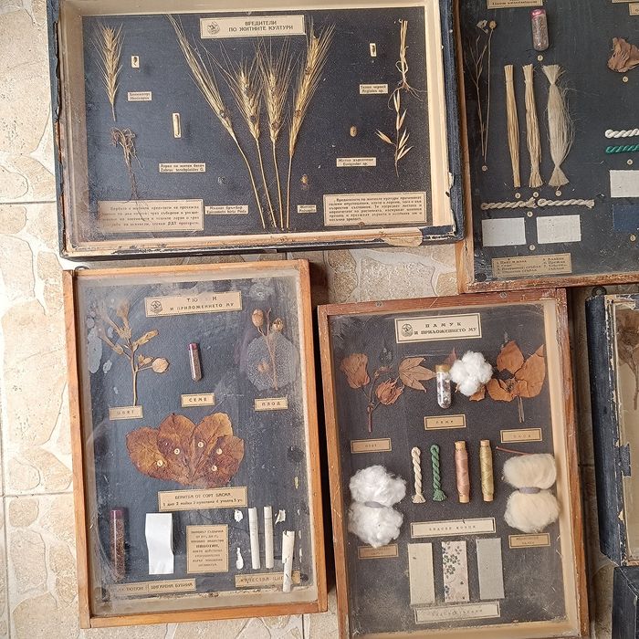 Учебни модели по Биология и география в дървена рамка със стъкло