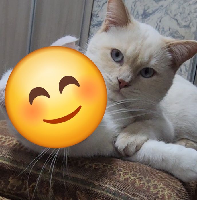 Породистый эркак мушук сотилади,