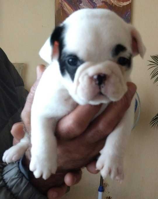 Малки кученца френски булдог