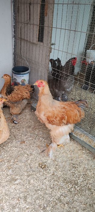 Cocoși brahma și ameraucana 2025