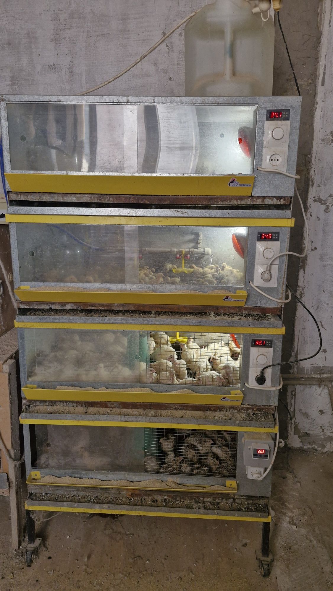 Продам перепелов