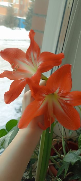 Продам комнатные цветы