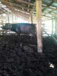 Taaur de bivol de 1 an jumate