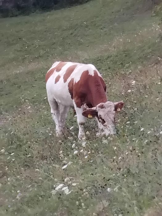Vițel bălțat românesc