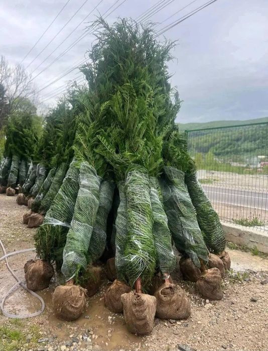 Leylandi chiparos la cel mai mic preț