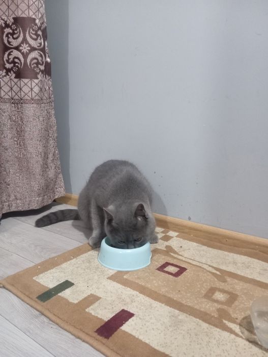 Skotshfol ayol erkak