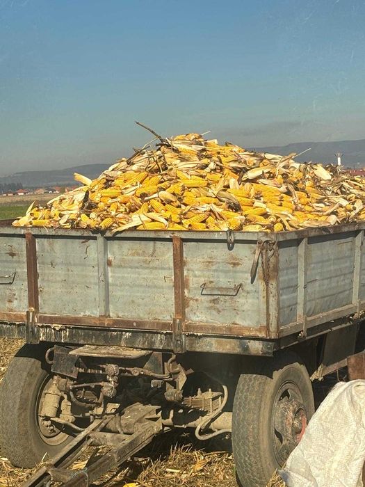 Vând porumb știuleți - productie 2025