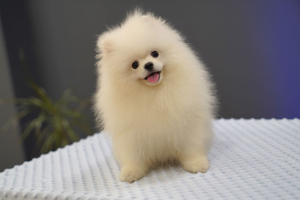 Развъдник Померан Golden Pom - мъжки померан