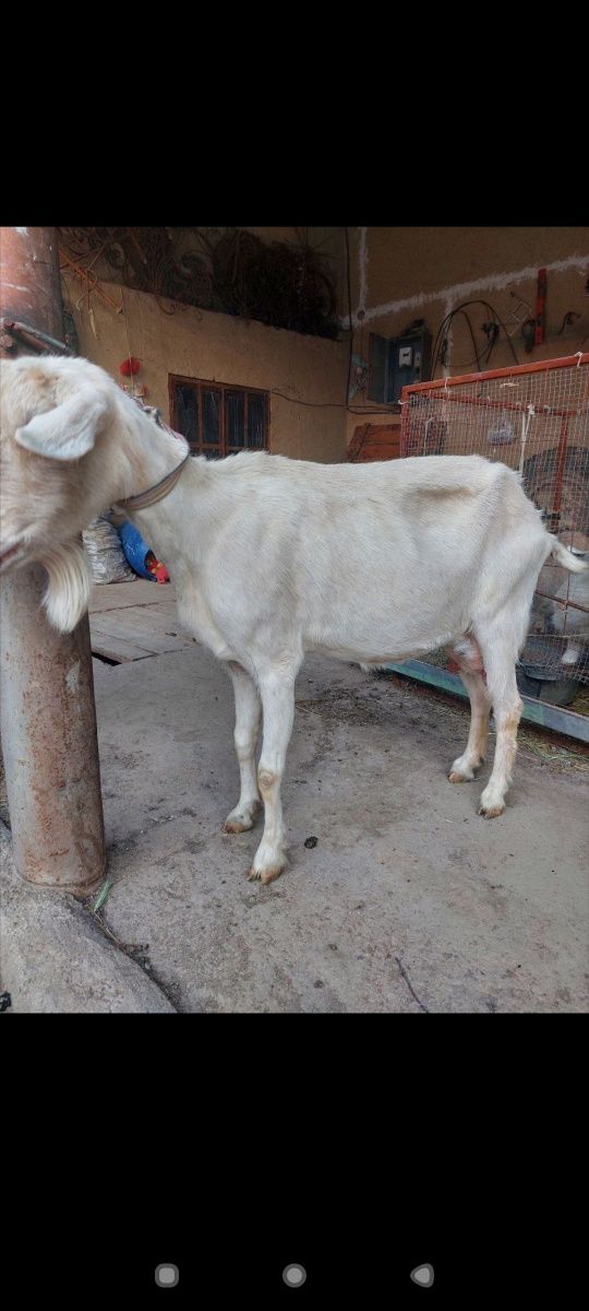 Sutli echki sotiladi
