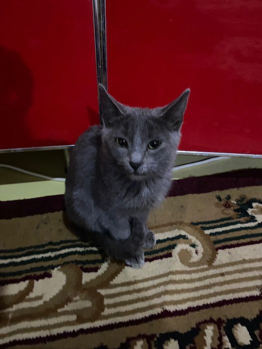 Котенок, маленький мальчик
