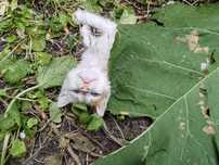 Две прекрасни котета сестричка търсят своя дом