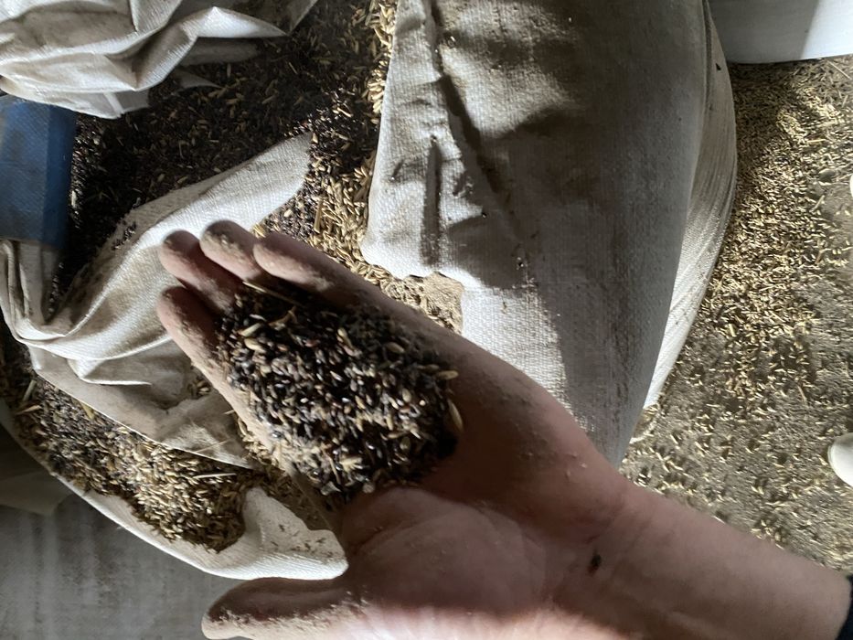 Семена суданки 2024года