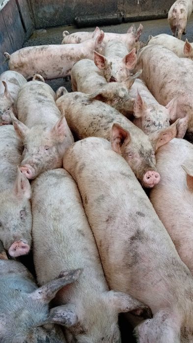 Продавам прасета