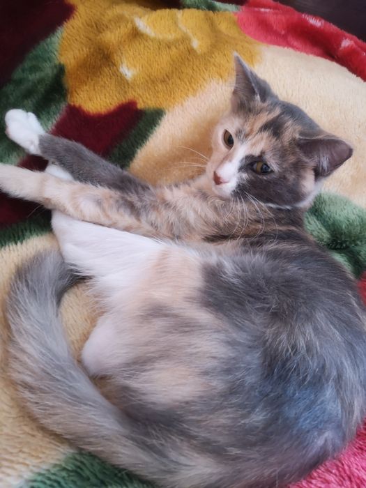 Отдам котенка в ответственные руки